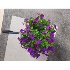 Flowers - Hanging Purple Petunias